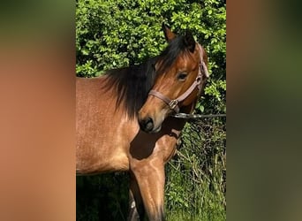 American Quarter Horse, Giumenta, 2 Anni, 154 cm, Baio roano