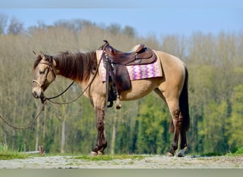 American Quarter Horse, Giumenta, 2 Anni, 154 cm, Pelle di daino