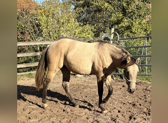 American Quarter Horse, Giumenta, 2 Anni, 154 cm, Pelle di daino