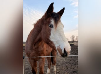 American Quarter Horse, Giumenta, 2 Anni, 155 cm, Baio roano
