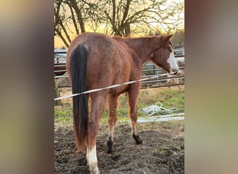 American Quarter Horse, Giumenta, 2 Anni, 155 cm, Baio roano