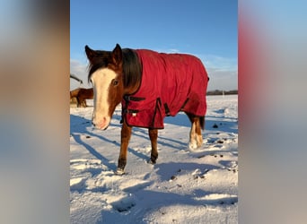 American Quarter Horse, Giumenta, 2 Anni, 155 cm, Baio roano