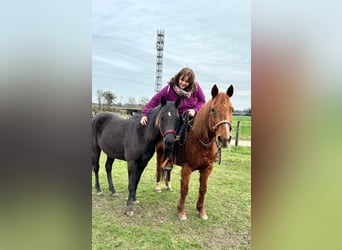 American Quarter Horse, Giumenta, 2 Anni, 155 cm, Morello