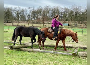 American Quarter Horse, Giumenta, 2 Anni, 155 cm, Morello