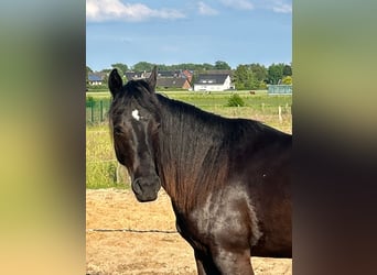 American Quarter Horse, Giumenta, 2 Anni, 155 cm, Morello