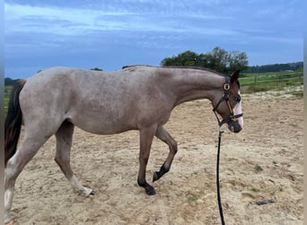 American Quarter Horse, Giumenta, 2 Anni, 155 cm, Roano rosso