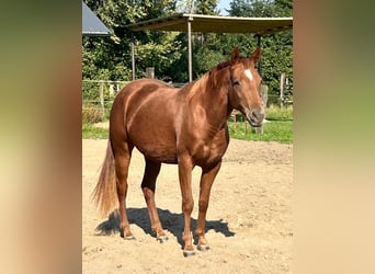 American Quarter Horse, Giumenta, 2 Anni, 155 cm, Sauro