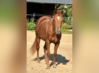 American Quarter Horse, Giumenta, 2 Anni, 155 cm, Sauro