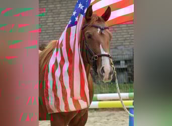 American Quarter Horse, Giumenta, 2 Anni, 155 cm, Sauro scuro