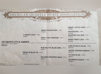 American Quarter Horse, Giumenta, 2 Anni, 156 cm, Sauro