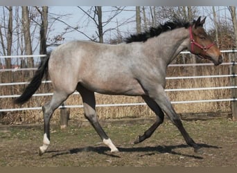 American Quarter Horse, Giumenta, 2 Anni, 158 cm, Baio roano