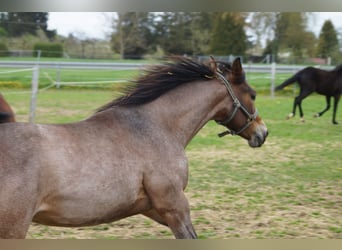 American Quarter Horse, Giumenta, 2 Anni, 160 cm, Baio roano