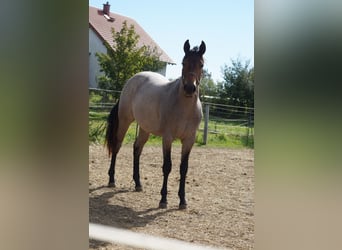 American Quarter Horse, Giumenta, 2 Anni, 160 cm, Baio roano