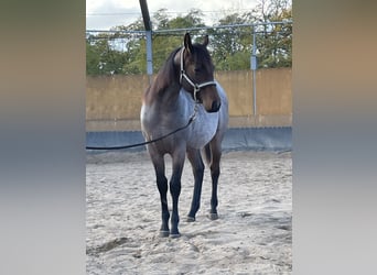 American Quarter Horse, Giumenta, 2 Anni, 160 cm, Baio roano