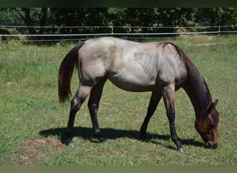 American Quarter Horse, Giumenta, 2 Anni, 160 cm, Baio roano