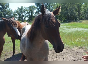 American Quarter Horse, Giumenta, 2 Anni, 160 cm, Baio roano