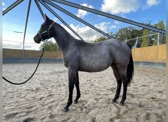 American Quarter Horse, Giumenta, 2 Anni, 160 cm, Baio roano