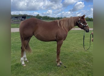 American Quarter Horse, Giumenta, 2 Anni, 160 cm, Sauro