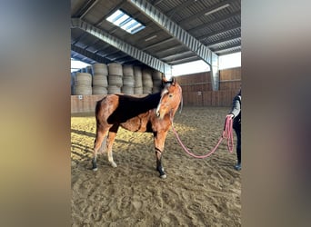 American Quarter Horse, Giumenta, 2 Anni, Baio
