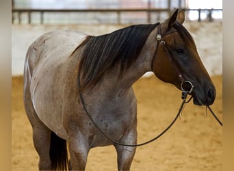 American Quarter Horse, Giumenta, 2 Anni, Baio roano