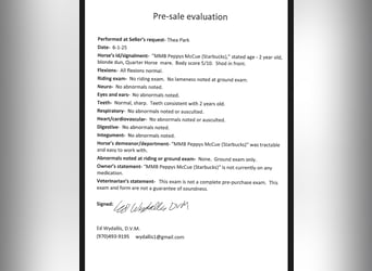 American Quarter Horse, Giumenta, 2 Anni, Falbo