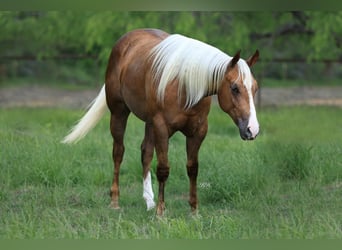 American Quarter Horse, Giumenta, 2 Anni, Palomino