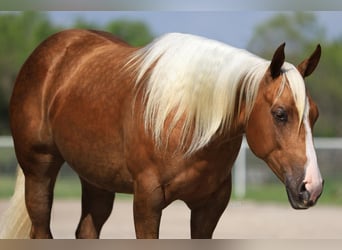 American Quarter Horse, Giumenta, 2 Anni, Palomino