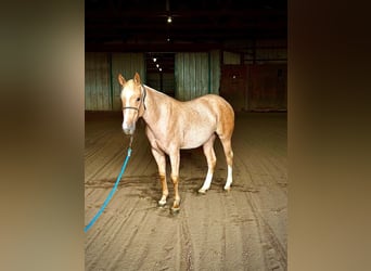 American Quarter Horse, Giumenta, 2 Anni, Palomino