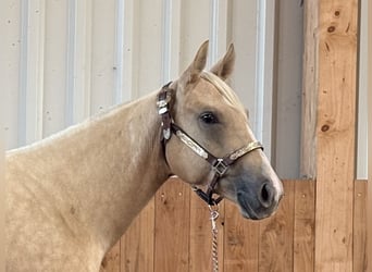 American Quarter Horse, Giumenta, 2 Anni, Palomino