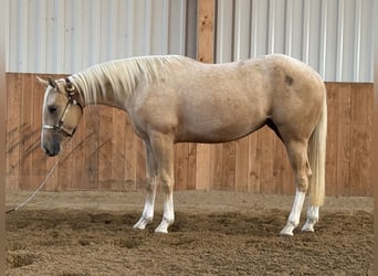 American Quarter Horse, Giumenta, 2 Anni, Palomino