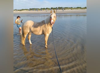 American Quarter Horse, Giumenta, 2 Anni, Palomino