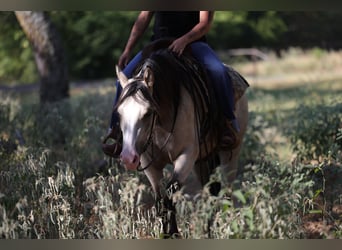 American Quarter Horse, Giumenta, 2 Anni, Pelle di daino