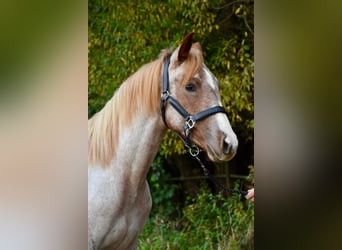 American Quarter Horse, Giumenta, 2 Anni, Roano rosso