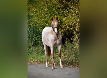 American Quarter Horse, Giumenta, 2 Anni, Roano rosso