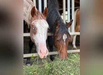 American Quarter Horse, Giumenta, 2 Anni, Roano rosso