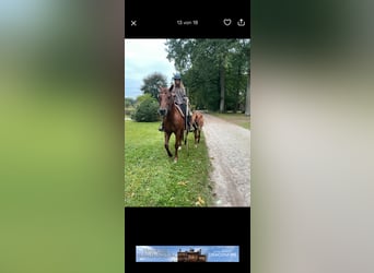 American Quarter Horse, Giumenta, 2 Anni, Sauro