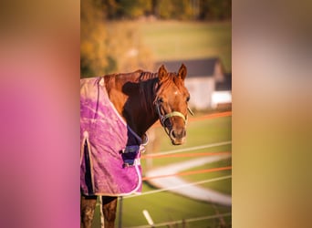 American Quarter Horse, Giumenta, 2 Anni, Sauro