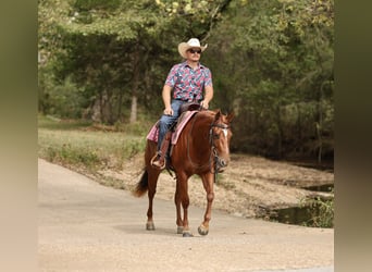 American Quarter Horse, Giumenta, 2 Anni, Sauro ciliegia