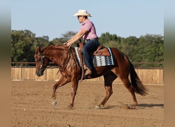 American Quarter Horse, Giumenta, 2 Anni, Sauro ciliegia