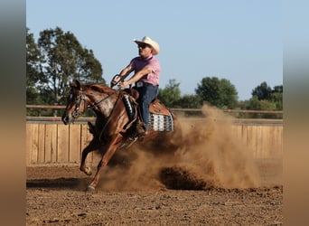 American Quarter Horse, Giumenta, 2 Anni, Sauro ciliegia