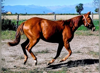 American Quarter Horse, Giumenta, 2 Anni, Sauro