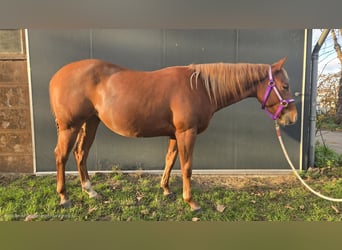 American Quarter Horse, Giumenta, 2 Anni, Sauro
