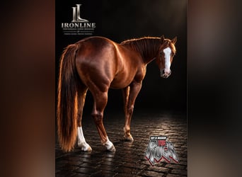 American Quarter Horse, Giumenta, 2 Anni, Sauro