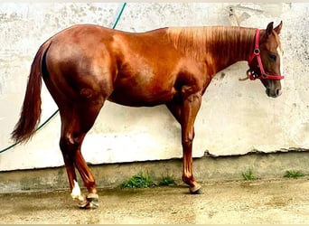 American Quarter Horse, Giumenta, 2 Anni, Sauro scuro