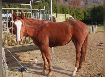 American Quarter Horse, Giumenta, 2 Anni, Sauro scuro