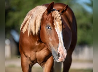 American Quarter Horse, Giumenta, 2 Anni, Sauro scuro