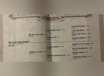 American Quarter Horse, Giumenta, 2 Anni, Sauro scuro