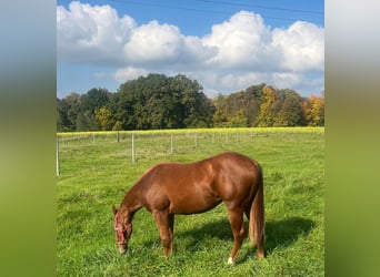 American Quarter Horse, Giumenta, 2 Anni, Sauro scuro