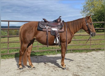 American Quarter Horse, Giumenta, 3 Anni, 137 cm, Sauro ciliegia