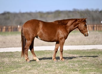 American Quarter Horse, Giumenta, 3 Anni, 137 cm, Sauro ciliegia